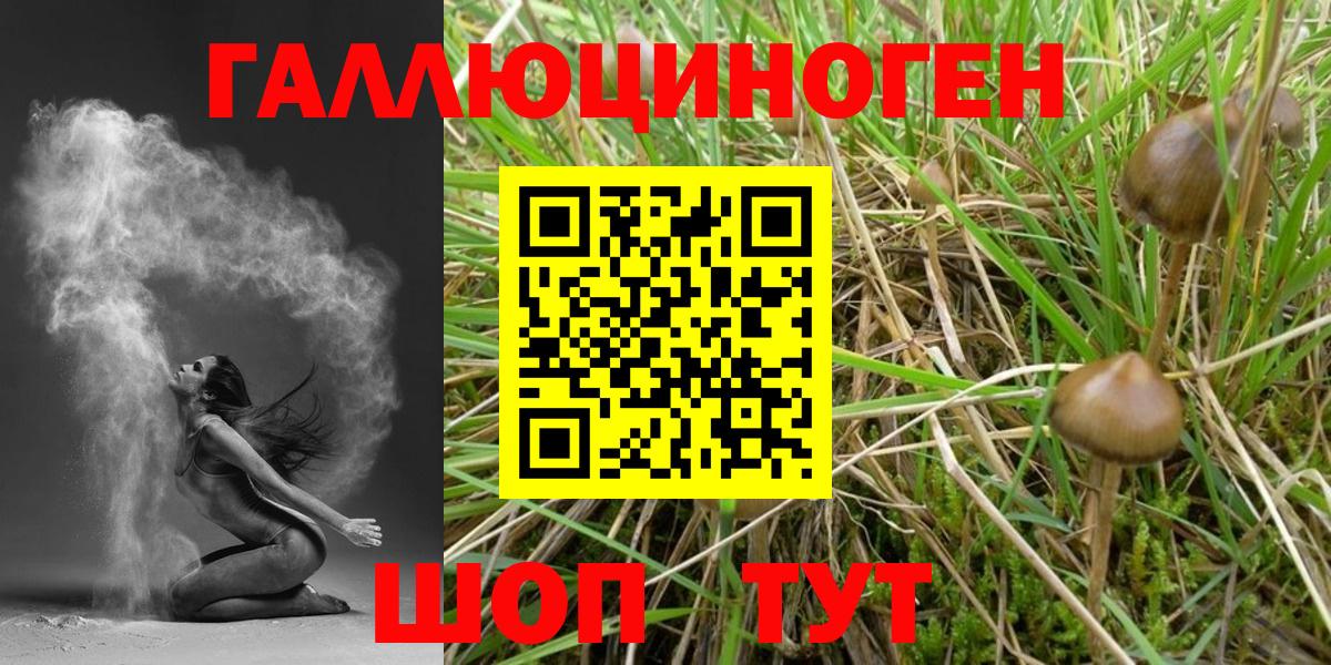 Галлюциногенные грибы Psilocybe Чехов
